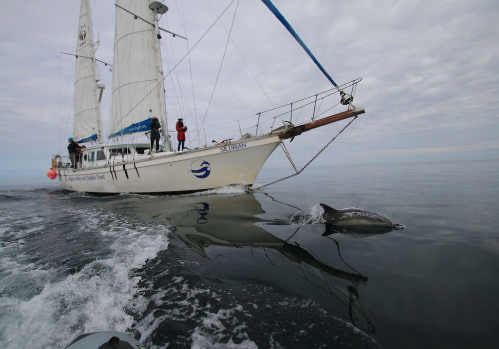 Nature, wildlife and Mother Earth claim primetime slots across Ocean Outdoor’s UK network 