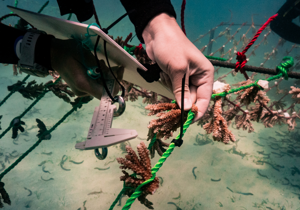 Ocean Outdoor enters third year of Pinwheel partnership to build on strong science-based environmental impacts 